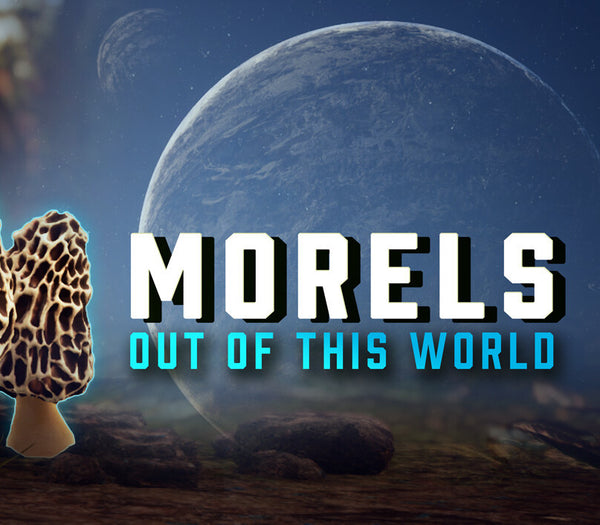 Morels: Out of this World